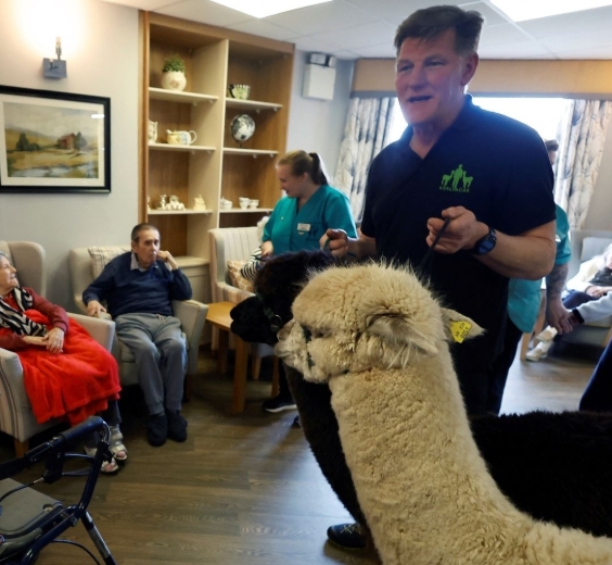 Irish farmer brings alpaca therapy to schools and nursing homes