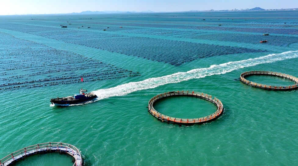 President Xi stresses building unified national market, promoting marine economy's high-quality development