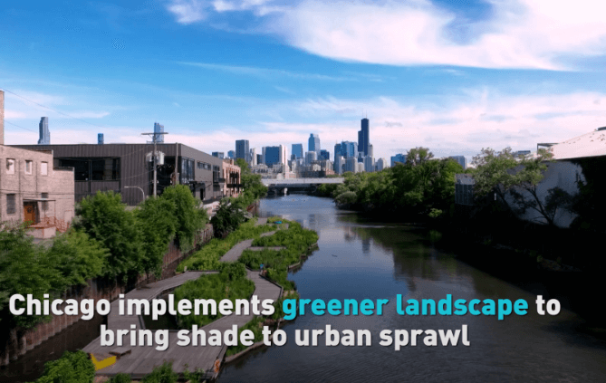 Chicago implements greener landscape to bring shade to urban sprawl