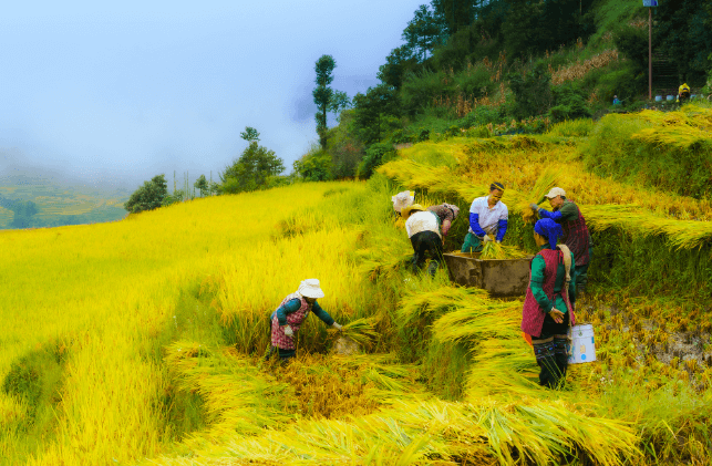 Xi Jinping extends greetings ahead of farmers' harvest festival